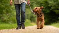 'Serious issue' with dogs at busy Mayo area