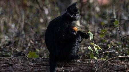 Endangered monkey born at Fota Wildlife Park