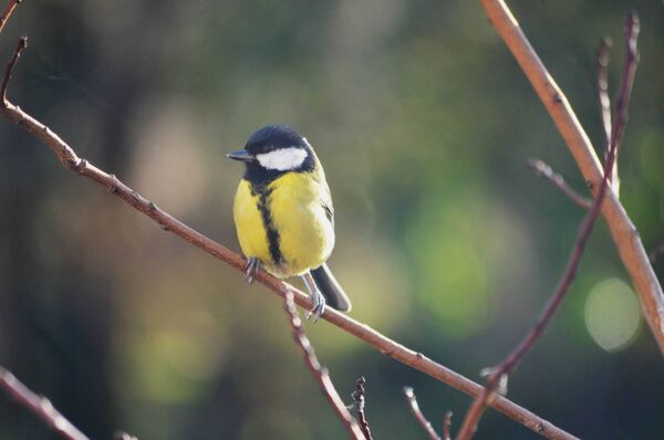 The Great Tit is one of the many participants in the dawn chorus. The Great Tit is one of the many participants in the dawn chorus.