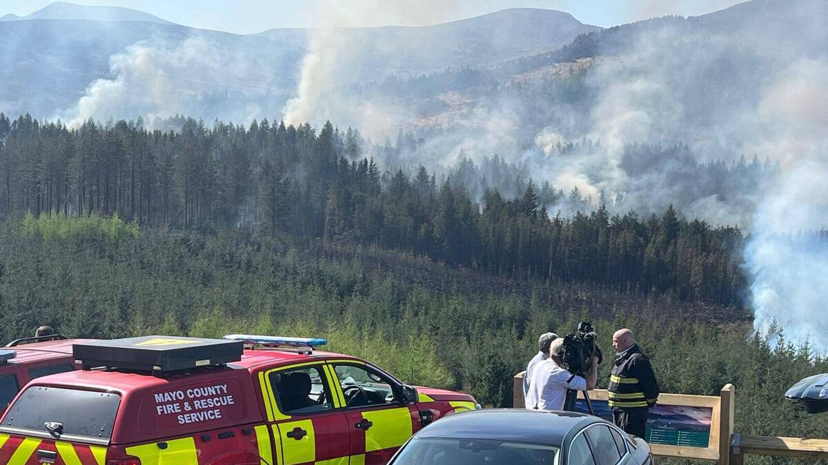 Devastating Mayo forest fire suspected of being deliberate act