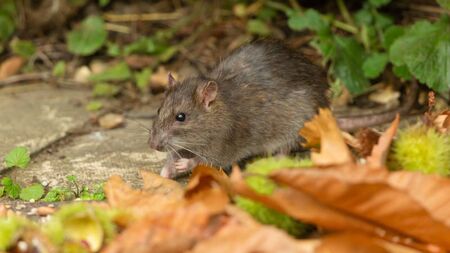 'Rats as big as cats' in Mayo storage yard