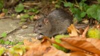 'Rats as big as cats' in Mayo storage yard