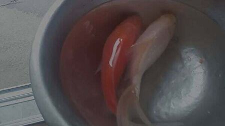 Meath family's goldfish survived in a barrel of water for over 20 years