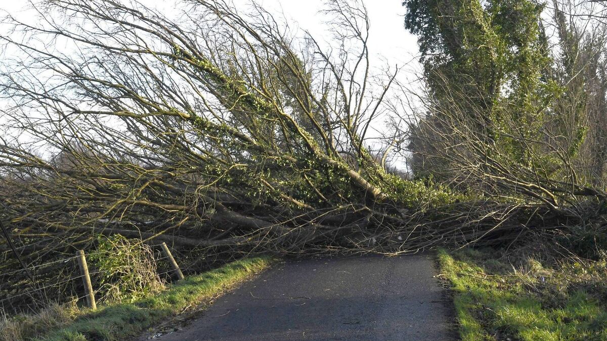 Council staff damaged fences when felling trees, claims councillor