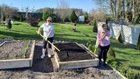 Local Notes: Charlestown Community Garden makes great progress