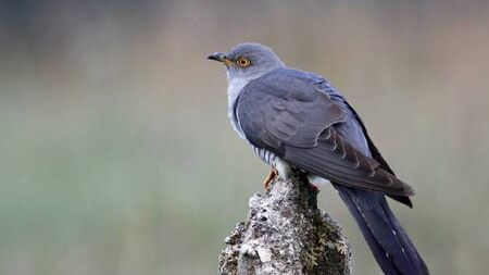 A bird with a special place in Irish folklore