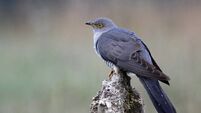 A bird with a special place in Irish folklore