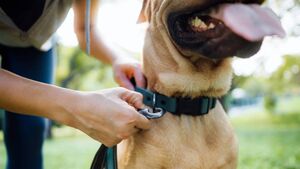 It's a costly business being a 'pet parent'