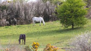 Local Notes: All the latest news from Ballyhaunis