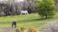 Local Notes: All the latest news from Ballyhaunis
