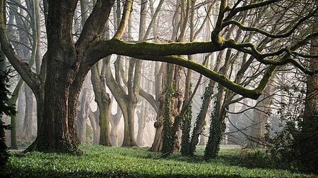 Tales from Irish folklore: People 'carried' by fairies in the Irish countryside