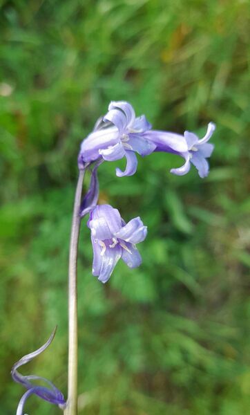 These sweet-smelling flowers droop to one side of the stem and have cream-coloured pollen inside. 	Picture: Pat McCarrick