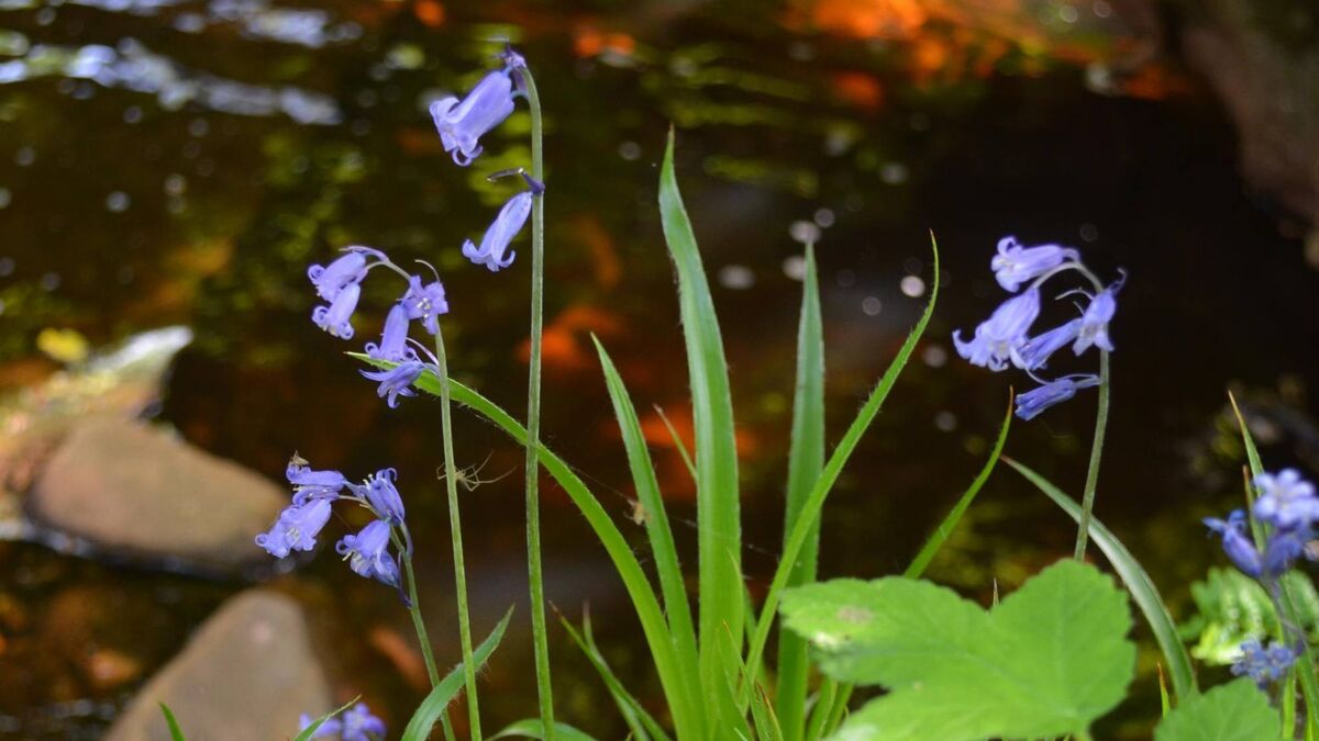 Bluebells are a sight to behold during May