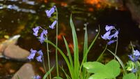 Bluebells are a sight to behold during May