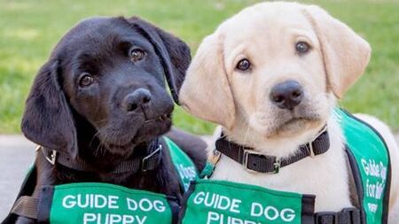 The guide dog is truly a man’s best friend