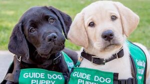 The guide dog is truly a man’s best friend The guide dog is truly a man’s best friend