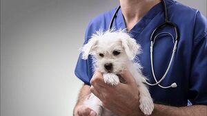 Veterinary Council report highlights significant changes and work-life balance issues Veterinary Council report highlights significant changes and work-life balance issues