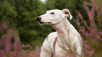Dog thrown out of car on Mayo road