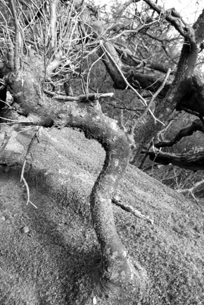 Among the realigned boughs of the fallen beech tree were hidden landscapes.	 Picture: Pat McCarrick