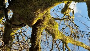 Mourning the loss of a majestic beech tree