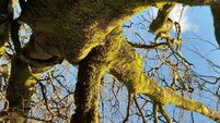 Mourning the loss of a majestic beech tree