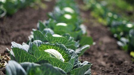 Cabbage is superior to all other vegetables