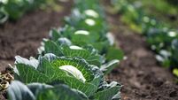 Cabbage is superior to all other vegetables