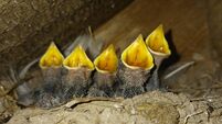 Family of swallow chicks caught on camera in Mayo cottage