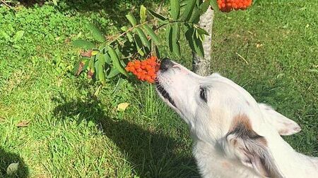 Woman receives plastic surgery on injuries after pitbull attack which killed pet