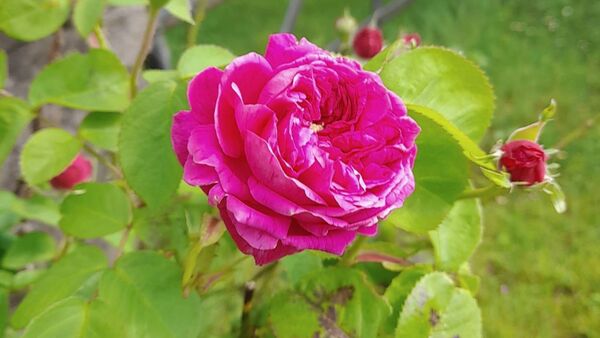 The cabin with the roses ‘round the door
