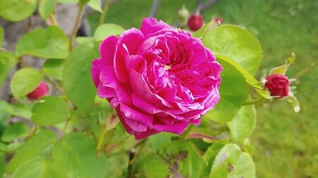 The cabin with the roses ‘round the door