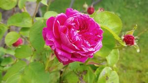 The cabin with the roses ‘round the door