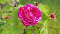 The cabin with the roses ‘round the door