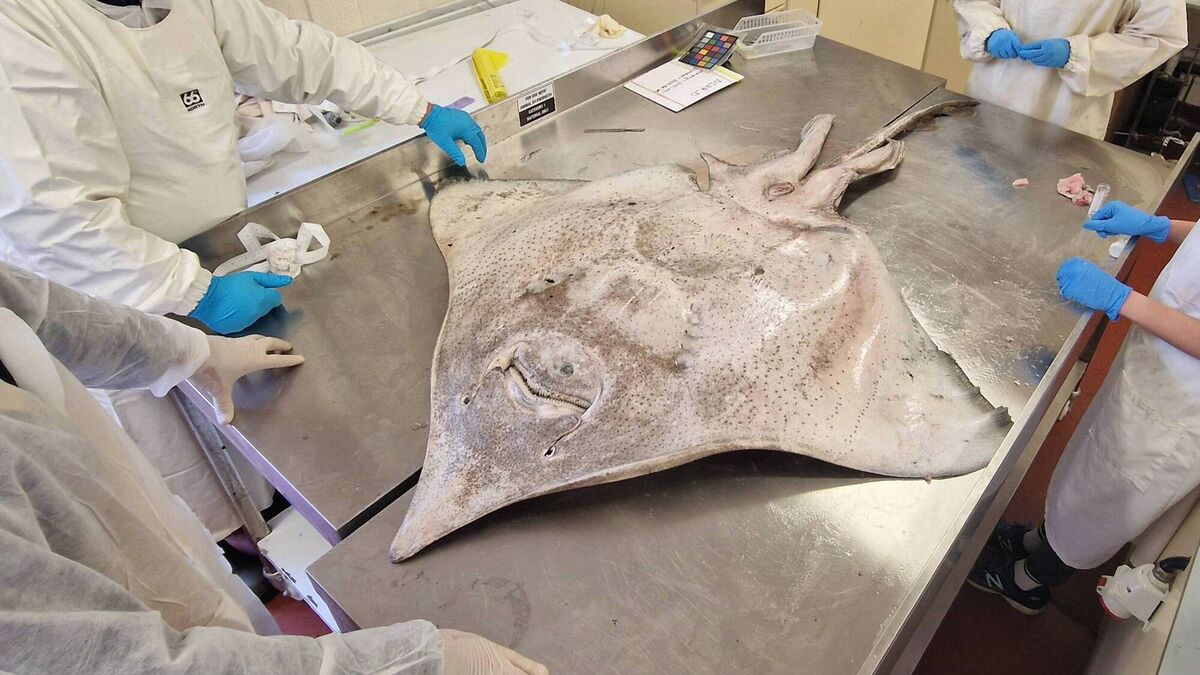 Critically endangered fish washes ashore in Mayo