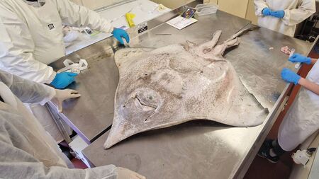 Critically endangered fish washes ashore in Mayo