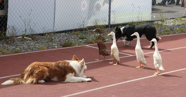 This dog was keeping his ducks in a row at Claremorris Show in 2022.	 Picture: Michael Donnelly