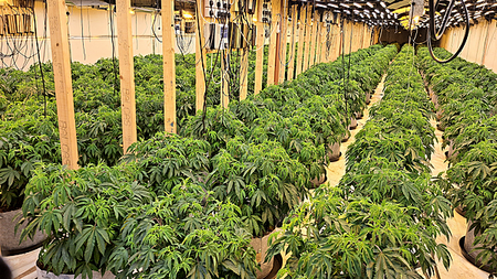 Suspected cannabis operation linked to INLA, police say