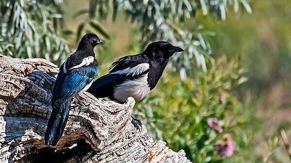 Burning ears, magpies, and the cure: Old Irish superstitions and remedies