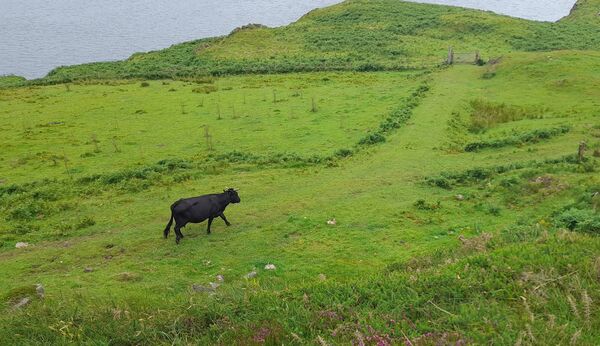 Kerry cattle are believed to be descendants of the earliest types brought to Ireland. Picture: Pat McCarrick Kerry cattle are believed to be descendants of the earliest types brought to Ireland. Picture: Pat McCarrick