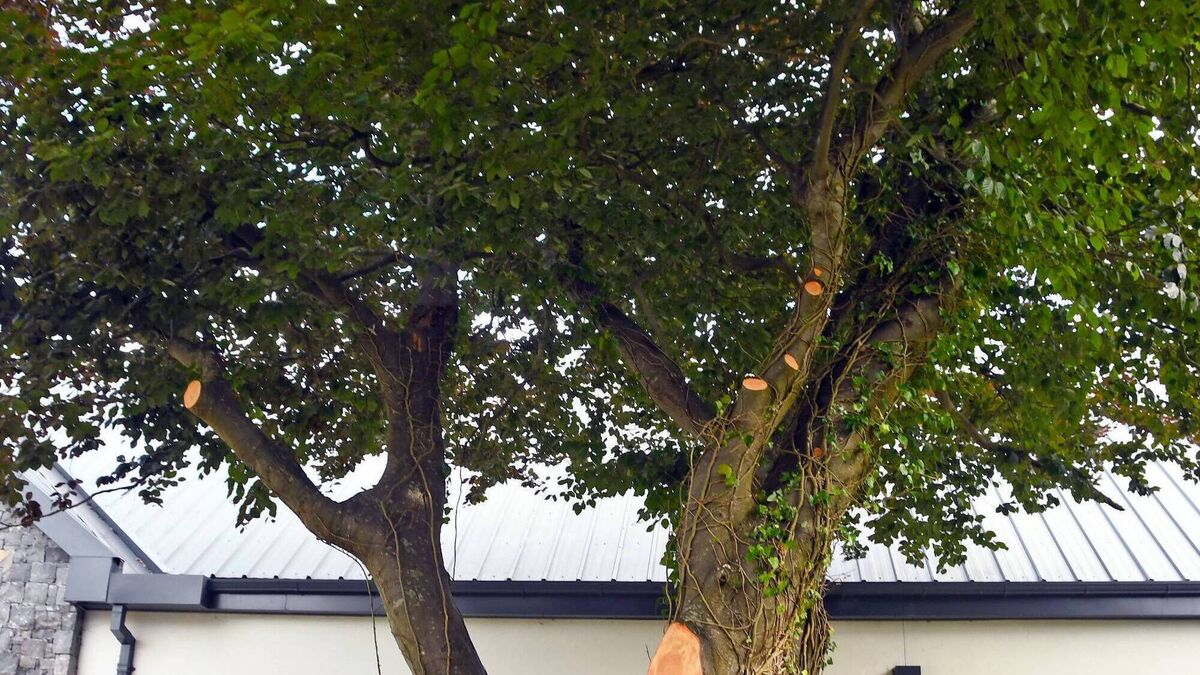 Ballina residents manage to bring a halt to tree felling