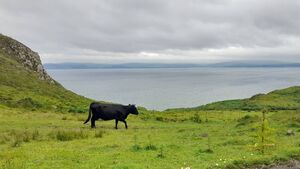 The enduring legacy of the Kerry cow
