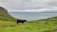 The enduring legacy of the Kerry cow 
