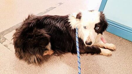 Wicklow woman (22) disqualified from keeping animals for 30 years