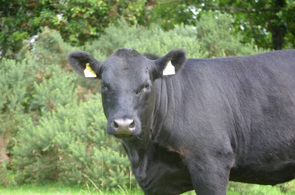 'Moyview Annie of Leitrim', owned by John Brennan of Cloonacool, Co Sligo. 