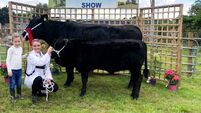 The perfect cow for the mountain farm