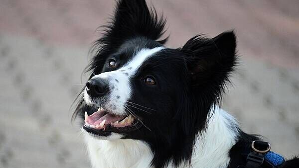 Fed up Donegal GAA club installs CCTV to catch dogs pooping on their pitches