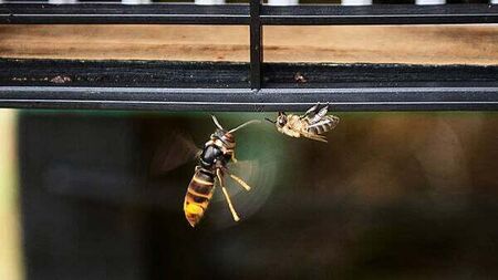 Asian hornet: Confirmed sighting in Ireland of insect that poses biodiversity threat