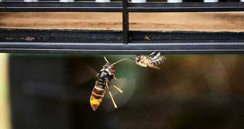 Asian hornet: Confirmed sighting in Ireland of insect that poses biodiversity threat