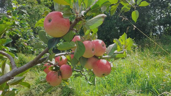 Autumn days and Mother’s apple tart