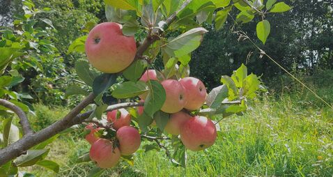 Autumn days and Mother’s apple tart 